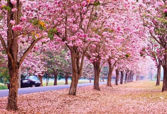 中国游客为何喜欢看樱花
