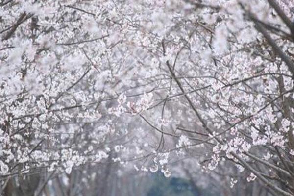 2021扬州甘泉樱花节活动攻略-时间地点及交通指南