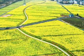2022年四月温州油菜花哪里好看-最佳拍摄点