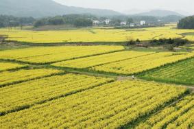 2022长沙望城油菜花海有哪些 望城油菜花基地