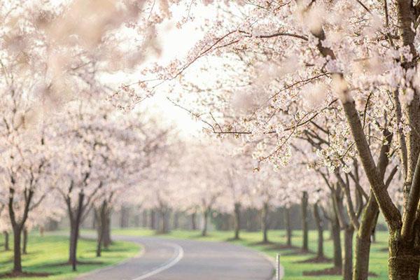 2021上海辰山植物园最佳赏樱时间地点-赏樱路线推荐