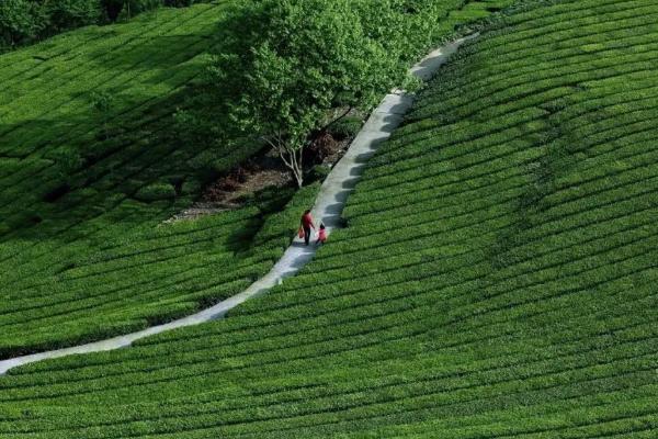 湖北往那里比较好玩 湖北秋季开适往旅游的处所茶园