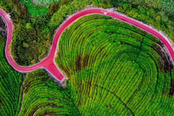 湖北往那里比较好玩 湖北秋季开适往旅游的处所茶园