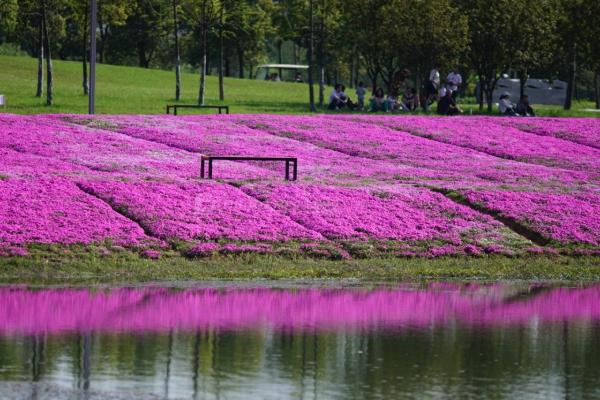 2021长沙洋湖湿地公园芝樱花观赏时间-交通攻略