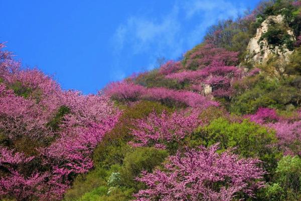 2021太平國家森林公園紫荊花節是什么時候-紫荊花節看點