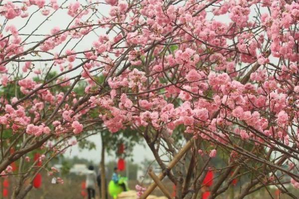 2021广州丰华园樱花节开幕时间-樱花最佳观赏期