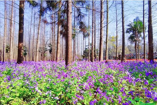 2021上海崇明花朝节活动指南-门票多少钱