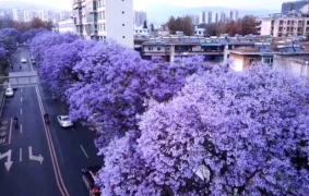 清明小长假适合去哪旅游 四月七大赏花胜地