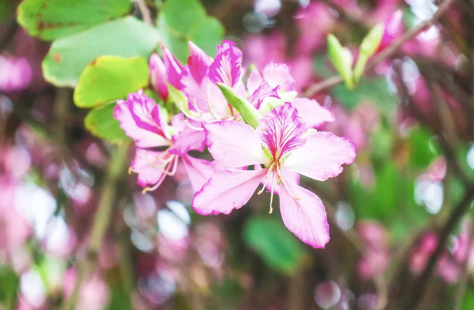 柳州紫荆花什么时候开-最佳观赏地点