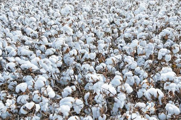 新疆哪里产棉花 伊犁适合几月份去旅游