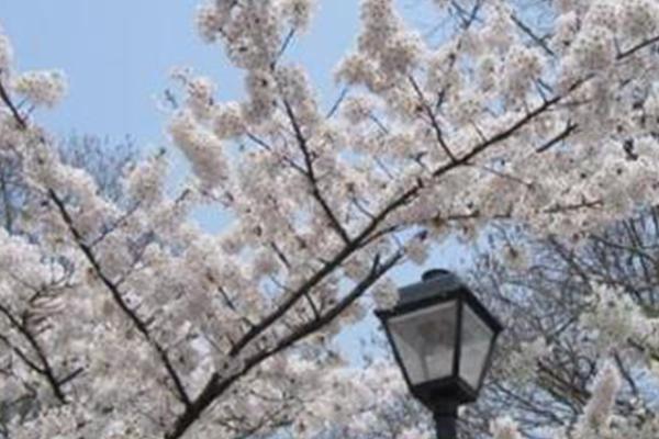 2021青岛樱花节什么时候举办-地点及交通