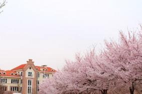 2021中国海洋大学赏樱指南-对外开放时间及预约指南