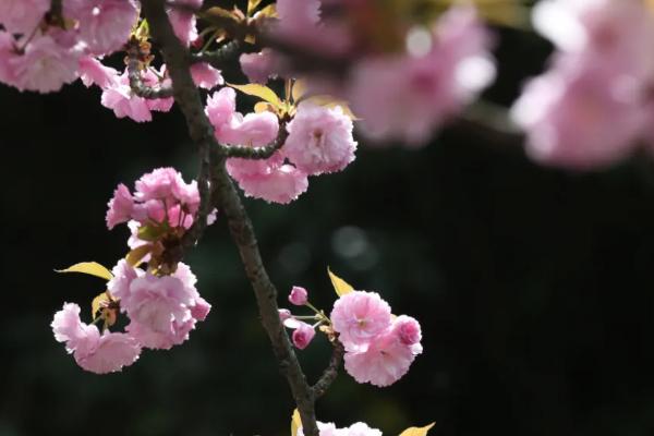 十堰樱花岛在什么地方 四月去哪里赏樱花