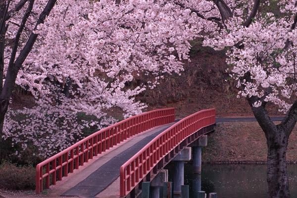 2021太原樱花文化旅游节举办时间及地点-怎么预约