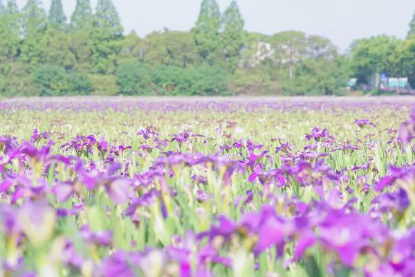 2021上海踏青去哪里 上海踏青賞花地點推薦