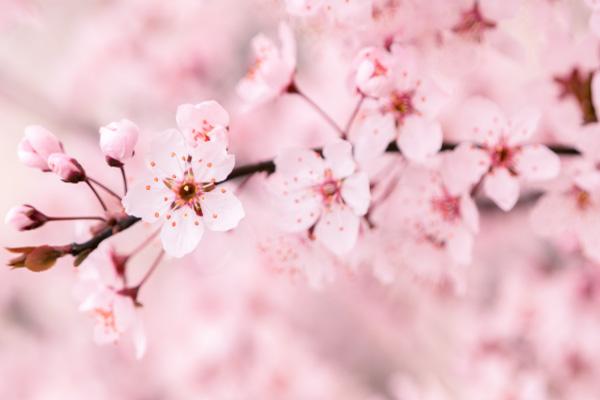 2021太原玉泉山公园樱花赏花指南 2021太原玉泉山公园樱花赏花指南