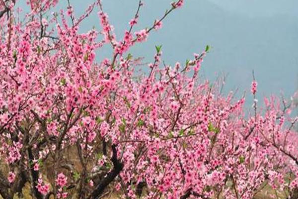 2021保定顺平桃花节是几月几日-最佳赏花路线推荐