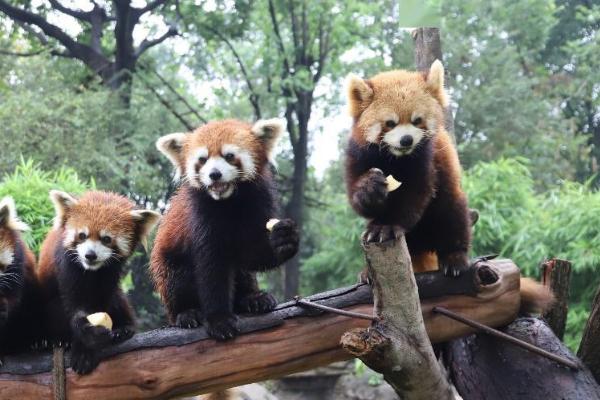 2021广州动物园门票多少钱-门票优惠政策