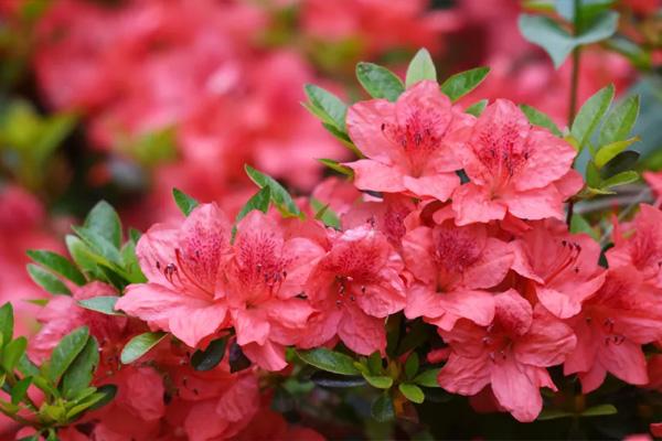2021杭州植物园杜鹃花开放时间及游玩指南 2021杭州植物园杜鹃花开放时间及游玩指南