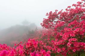 温州杜鹃花什么时候开花 2021温州杜鹃花哪里最出名