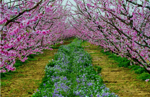 2021年平谷桃花节是几月几日-赏花路线推荐