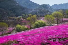 2022昆嵛山芝樱花什么时间开?昆嵛山芝樱花海在哪?