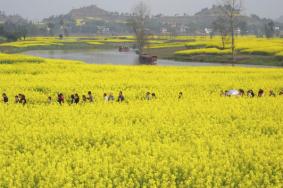 2022重庆崇龛镇油菜花最佳观赏时间 附油菜花拍照技巧