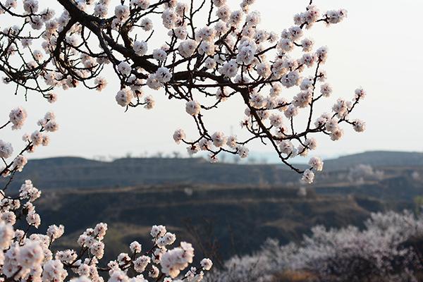 2021庫爾勒梨花節(jié)舉辦時間及地點-活動介紹