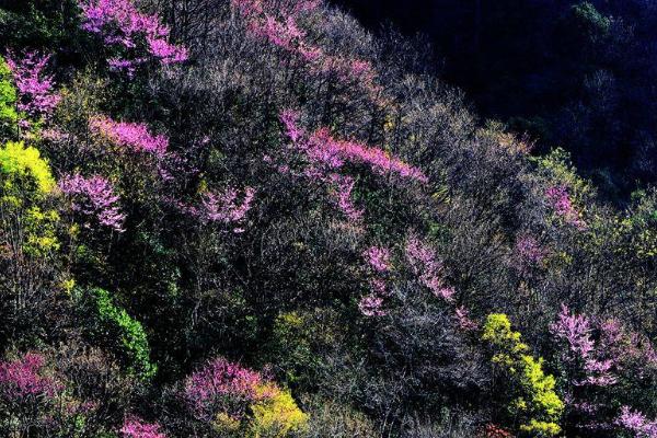 2021唐家河紫荊花幾月開 唐家河紫荊花的花期