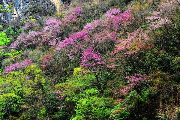 2021唐家河紫荊花幾月開 唐家河紫荊花的花期