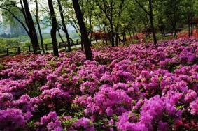 2021南京杜鹃花什么时候开 南京杜鹃花在哪里看
