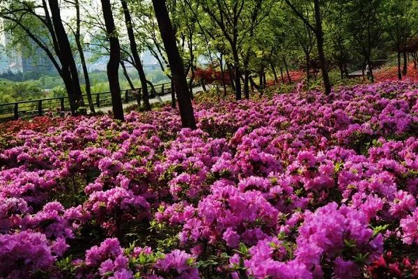 2021南京杜鵑花什么時候開 南京杜鵑花在哪里看