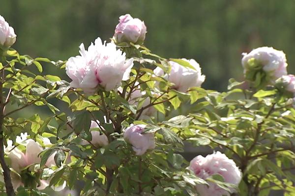 2021崇明菏澤牡丹園什么時候開放-門票多少錢