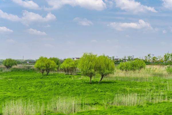 南京踏青去哪里 2021南京春季旅游最佳去处