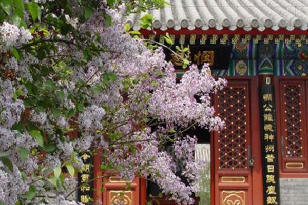 2021北京戒台寺丁香节时间及门票-活动内容