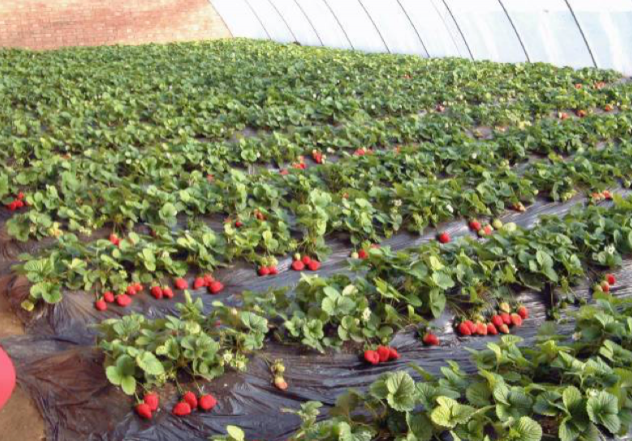 长春草莓采摘园有哪些地方-联系方式