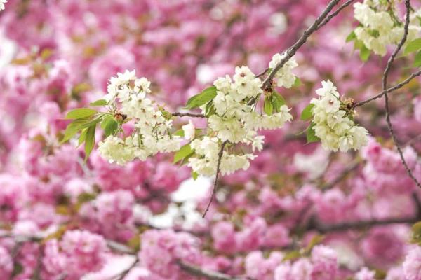 2021顺义樱花文化节开幕时间-地点-活动安排
