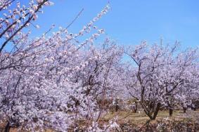 2021延庆杏花节时间-地点-活动安排