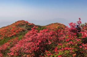 2021杭州五一赏花去哪里-赏花好去处推荐