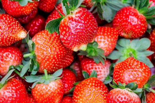 沈阳草莓采摘园哪里好-多少钱 沈阳草莓什么时候成熟