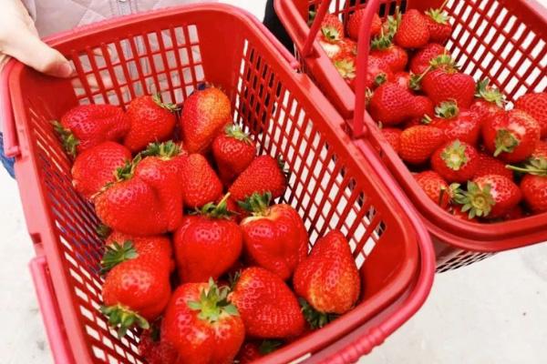 长春草莓采摘园有哪些地方-联系方式