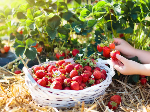 沈阳草莓采摘园哪里好-多少钱 沈阳草莓什么时候成熟