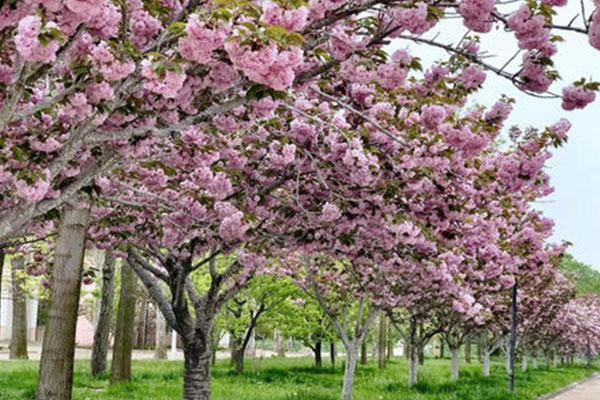 2021莱阳濯村樱花节举办时间及活动攻略