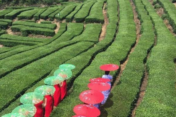 2021成都青城道茶观光园采茶文化旅游季有哪些活动