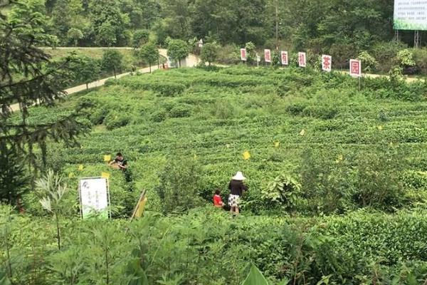 2021成都青城道茶观光园采茶文化旅游季有哪些活动