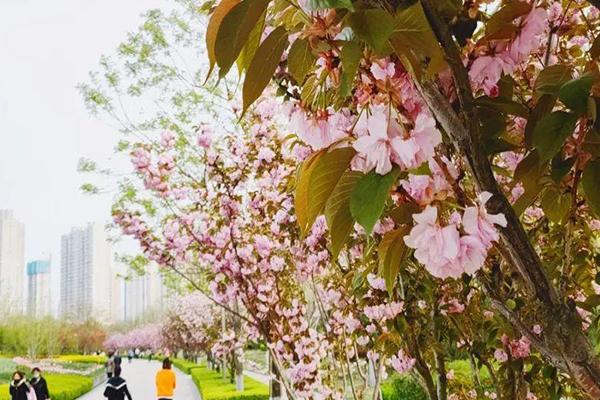 2021太原和平公园第五届樱花节活动攻略