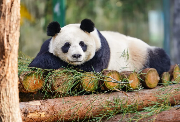 2021南京红山森林动物园志愿者有哪些要求