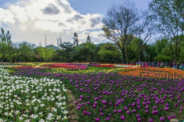 2021太原植物园郁金香花展活动详情