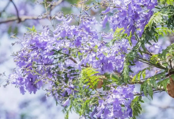 西昌藍花楹2021開花時間-最佳觀賞地點推薦