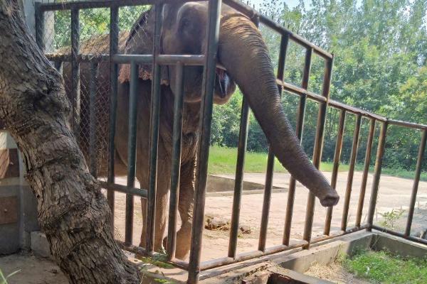 2021合肥野生動物園門票多少一張-門票優(yōu)惠政策